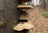 Mushrooms: Nature’s Original Global Network and Web