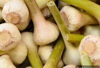 Spring Green Garlic Recipes and Seasonal Uses