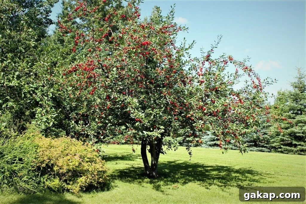Apricot and Evans Cherry Crisp Recipe for Summer Baking 3 Evans cherry crisp; tree loaded with fruit
