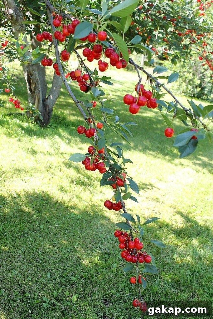 Apricot and Evans Cherry Crisp Recipe for Summer Baking 4 Evans cherry crisp; loaded branch of cherries