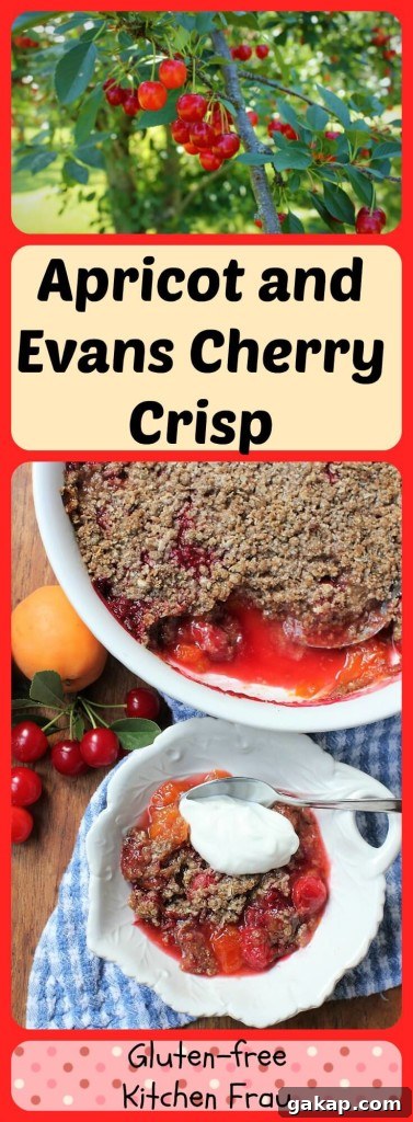 Apricot and Evans Cherry Crisp Recipe for Summer Baking 10 Luscious apricots and juicy sour cherries snuggle up together under a crispy crumb crust in this heavenly dessert combo. Not so bad for breakfast either!