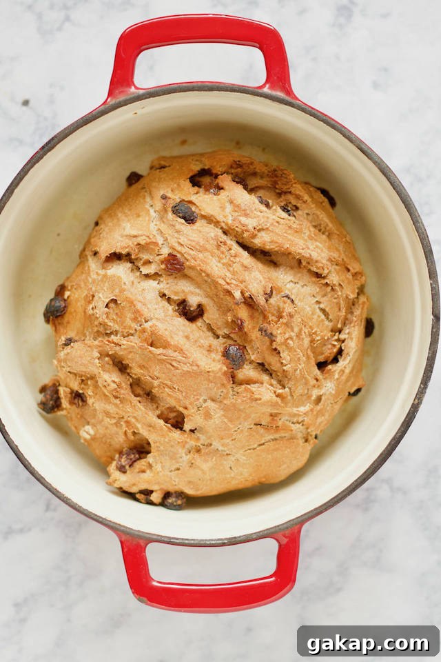 Homemade Whole Wheat Cinnamon Raisin Bread Recipe in Dutch Oven
