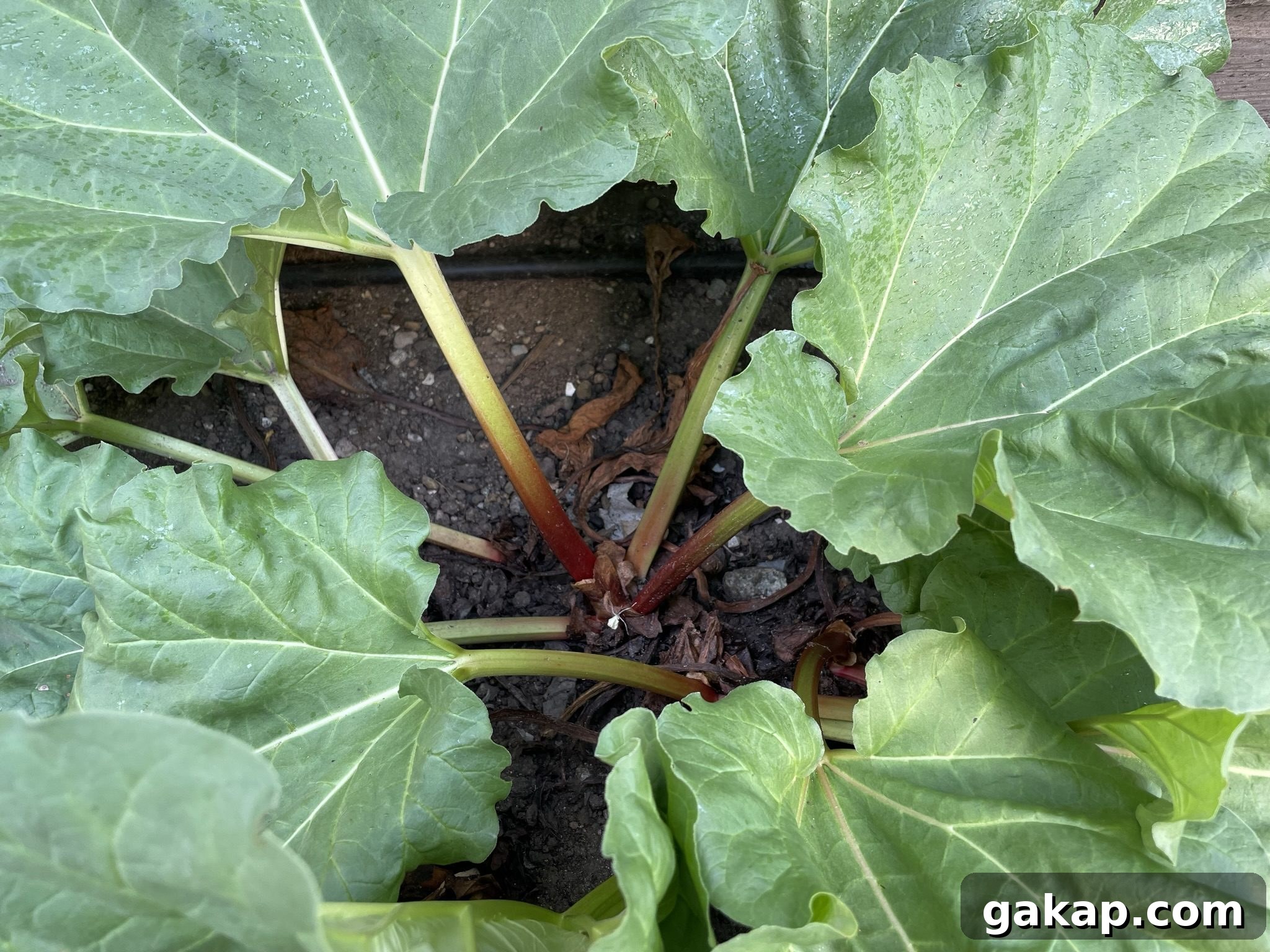 Rhubarb