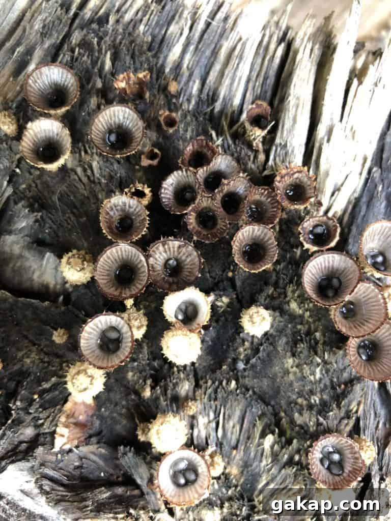 Mushrooms: Nature’s Original Global Network and Web 3 (Photo by Erich Boenzli)