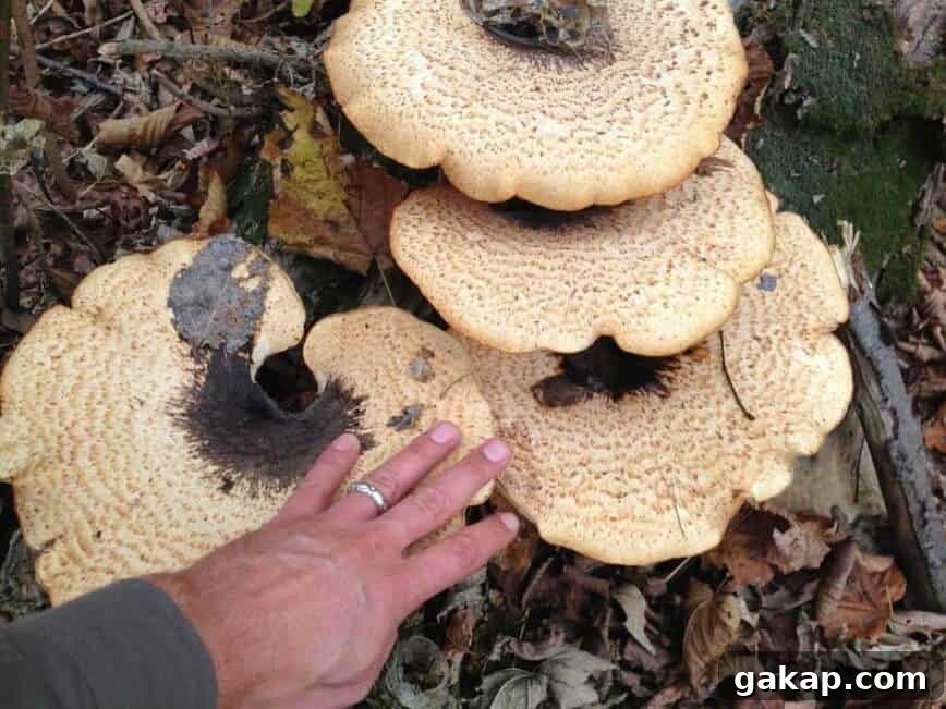 Mushrooms: Nature’s Original Global Network and Web 4 Mushrooms (Photo by Erich Boenzli)