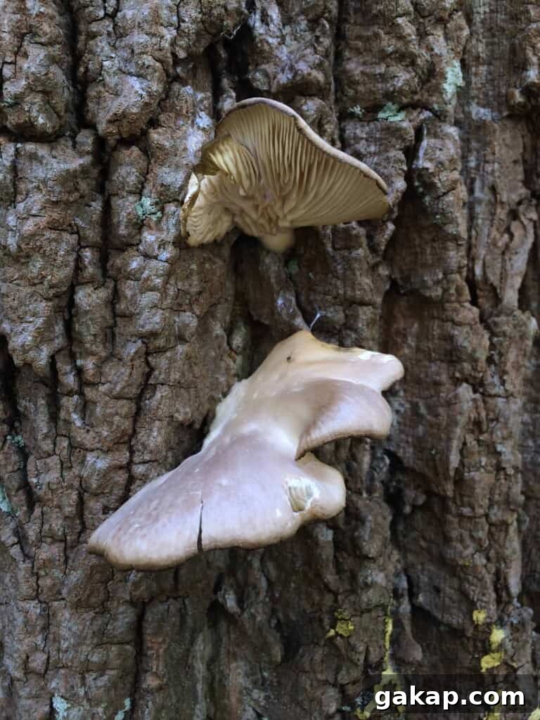Mushrooms: Nature’s Original Global Network and Web 5 mushrooms on tree