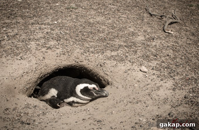 Magellanic penguin in Puntu Tombo
