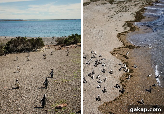 Magellanic Penguin in Putu Tombo