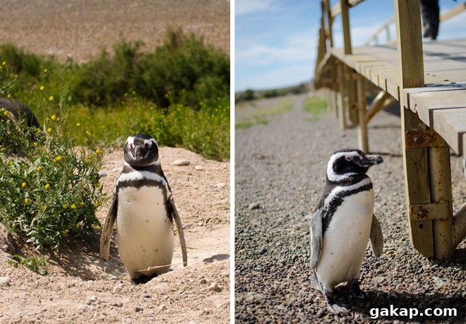 Magellanic Penguin in Putu Tombo