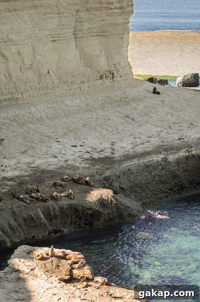 Sea Lion, Puerta Madryn
