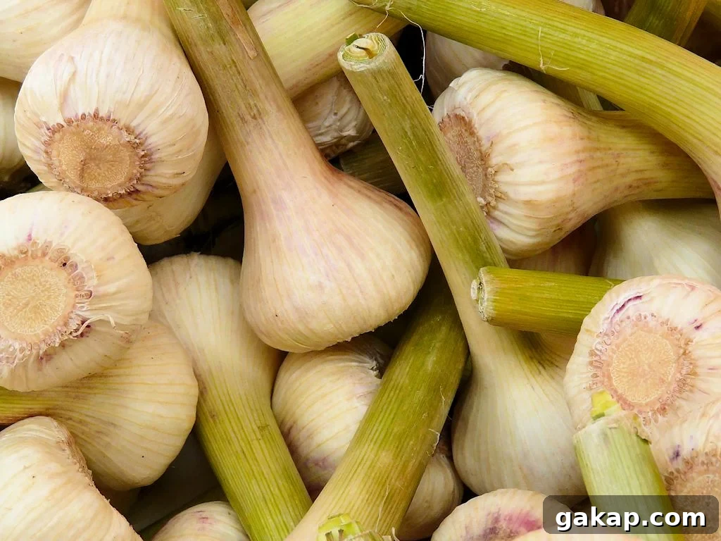 Spring Garlic - Also know as young garlic, new garlic, ail frais or green garlic