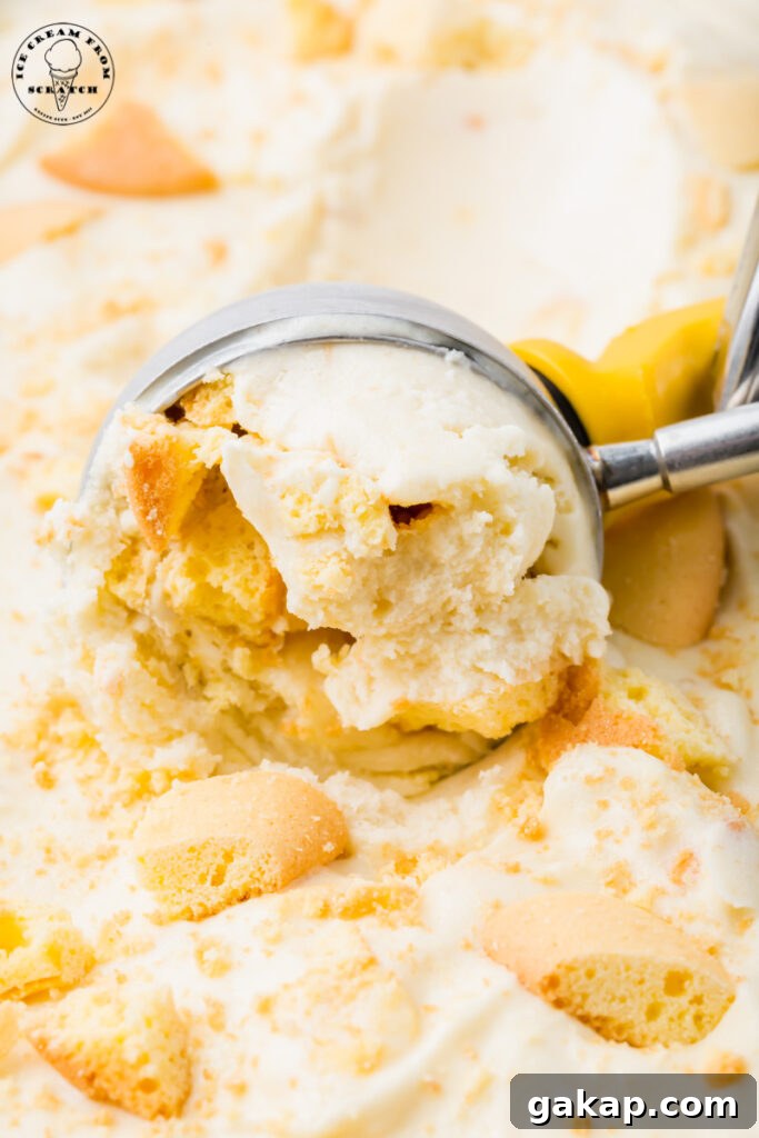 Creamy Banana Pudding Ice Cream Recipe You’ll Love 6 a metal ice cream scoop scooping banana ice crema with vanilla wafer cookies.